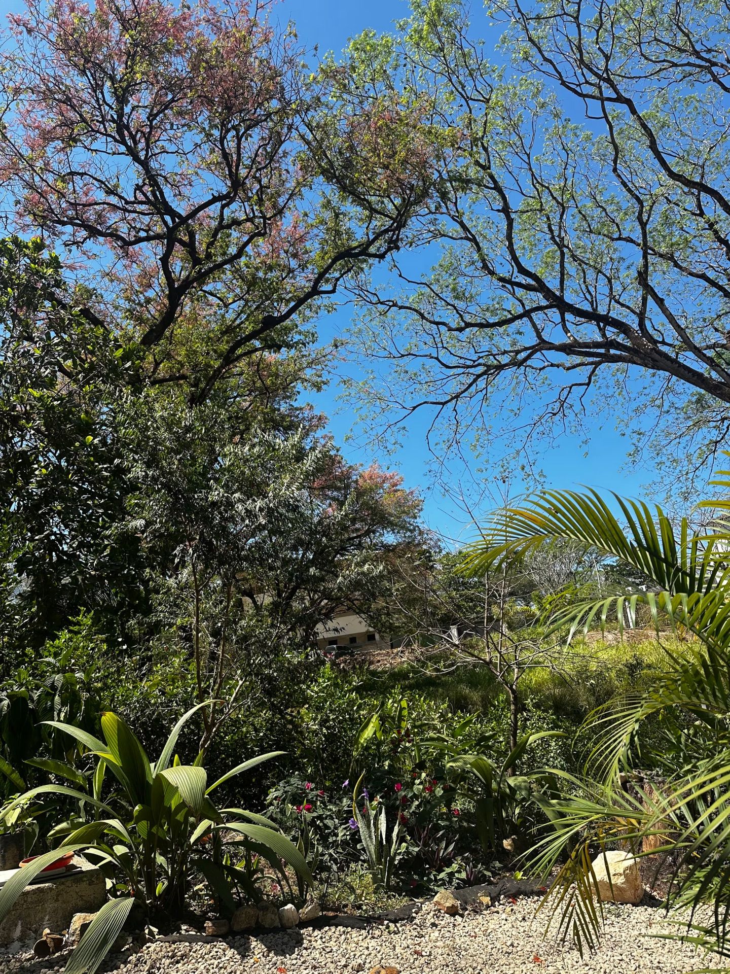 Garden beds with palms and flowering plants beneath tall trees and blue sky