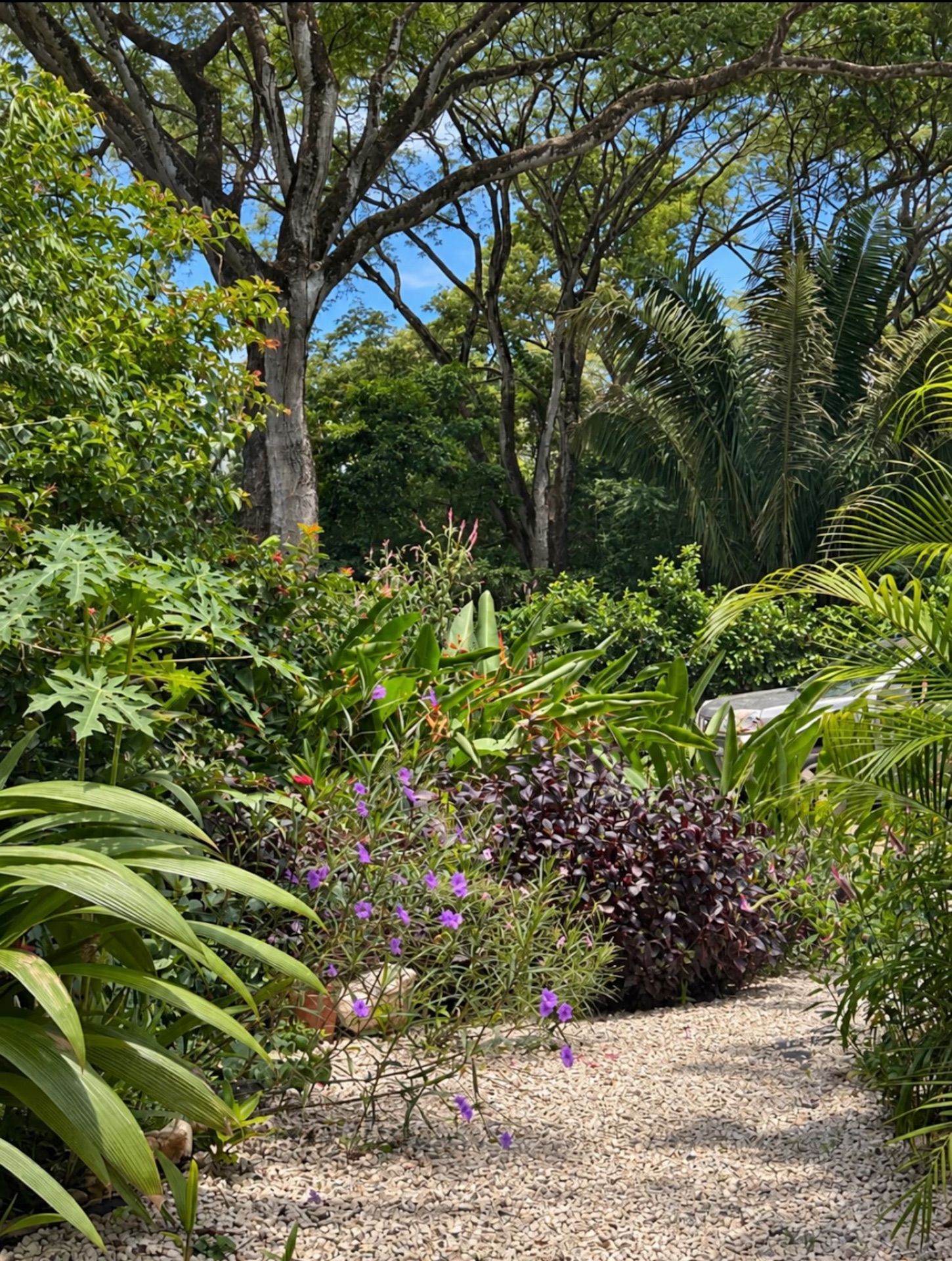 Garden with a gravel path, flowering shrubs, palms and tall shade trees